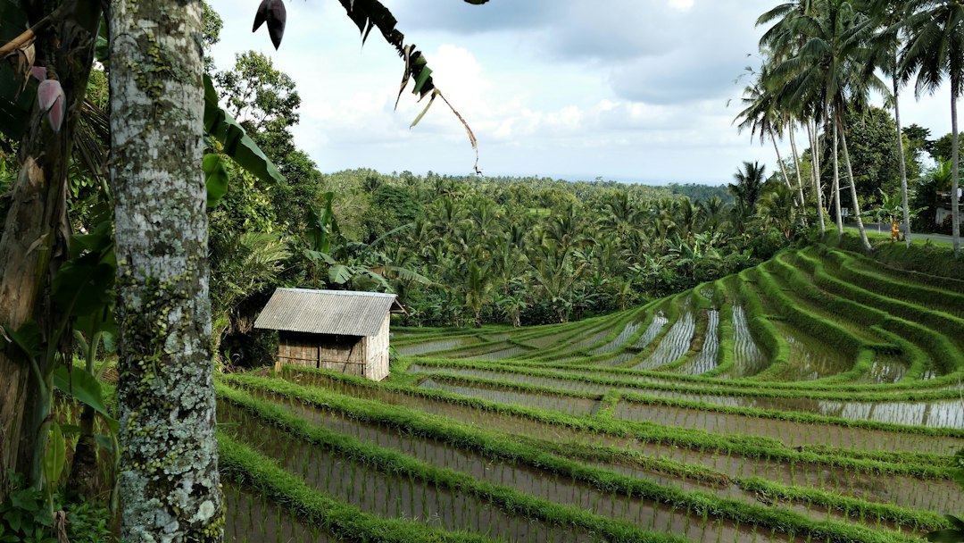 Bali